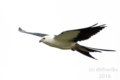 Swallow-tailed Kite2018 (14).jpg