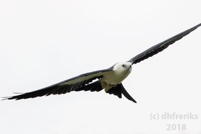 Swallow-tailed Kite2018 (15).jpg