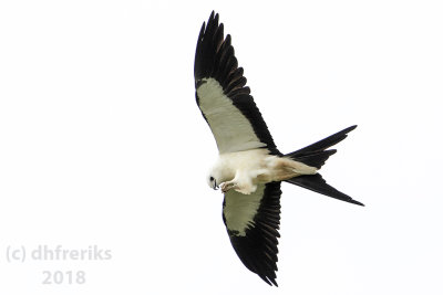 Swallow-tailed Kite2018 (16).jpg