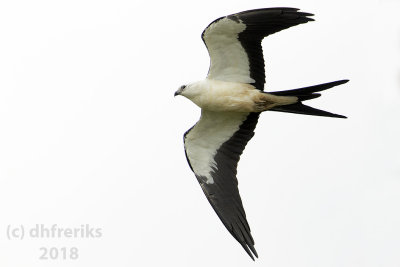 Swallow-tailed Kite2018 (17).jpg