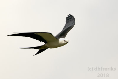 Swallow-tailed Kite2018 (18).jpg