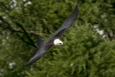 Swallow-tailed Kite2018 (19).jpg