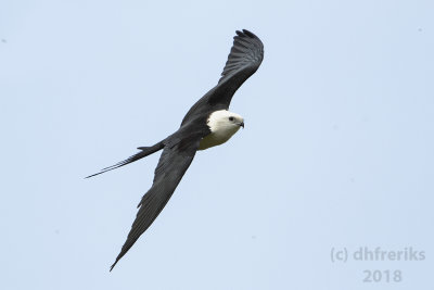 Swallow-tailed Kite2018 (2).jpg