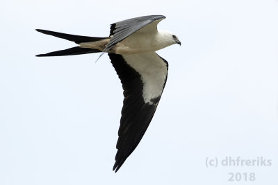 Swallow-tailed Kite2018 (3).jpg