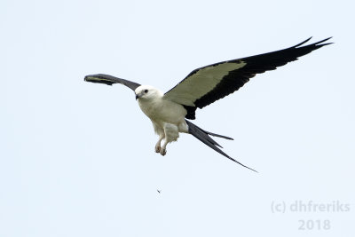 Swallow-tailed Kite2018 (4).jpg