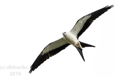 Swallow-tailed Kite2018 (5).jpg
