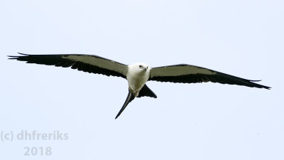 Swallow-tailed Kite2018 (6).jpg