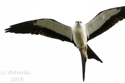 Swallow-tailed Kite2018 (7).jpg