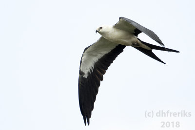 Swallow-tailed Kite2018 (8).jpg