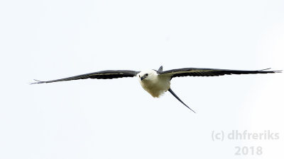 Swallow-tailed Kite2018 (9).jpg