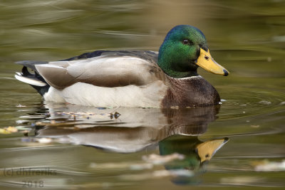 Mallard2018c.jpg