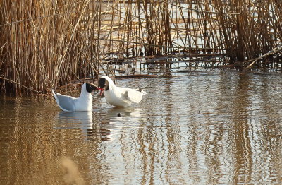 7D2_11007-brenne-sous-MR.JPG