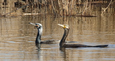 7D2_11120-brenne-sous-GCcouple-reca.JPG