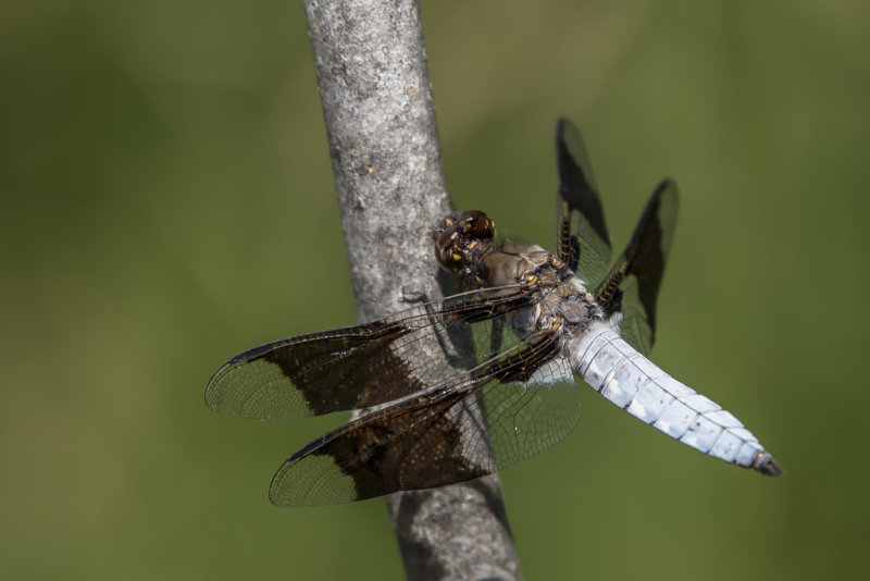 Libellule lydienne / Common Skimmer male (Libellula lydia)