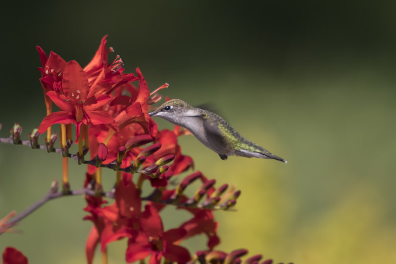 Colibri  gorge rubis / Ruby-throated Hummingbird (Archilochus colubris)