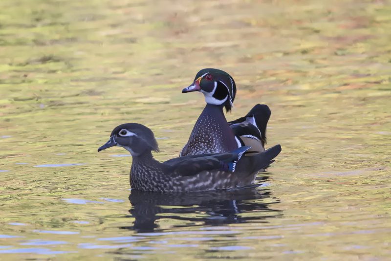 Canard branchu / Wood Duck (Aix sponsa)