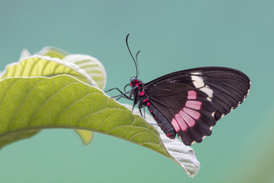 Voilier iphidamas / Transandean Cattleheart (Parides iphidamas)