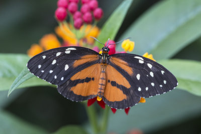 Papillon-tigre / Spotted Tiger Glassywing (Tithorea tarricina)