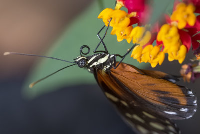 Hliconius hcale / Tiger Longwing (Heliconius hecale)