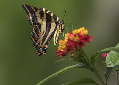 Three-tailed Tiger Swallowtail (Papilio pilumnus)