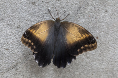 Papillon hibou / Giant Owl (Caligo memnon)