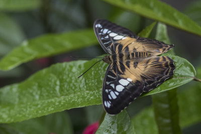 Clipper / Clipper (Parthenos sylvia sylvia)