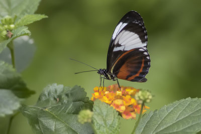 Cydno / Blue and White Longwing (Heliconius cydno)