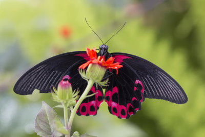 Porte-queue carlate / Scarlet Mormon (Papilio rumanzovia)