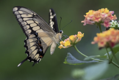 Grand porte-queue / Giant Swallowtail (Papilio cresphontes)