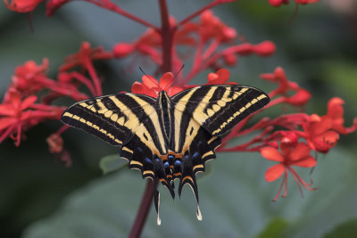 Three-tailed Tiger Swallowtail (Papilio pilumnus)