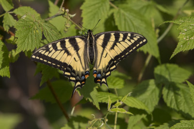 Papillon tigré du Canada / Canadian Tiger Swallowtail (Papilio canadensis)