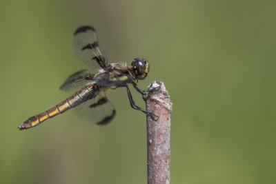 Libellule gracieuse / Twelve-spotted Skimmer female (Libellule pulchella)