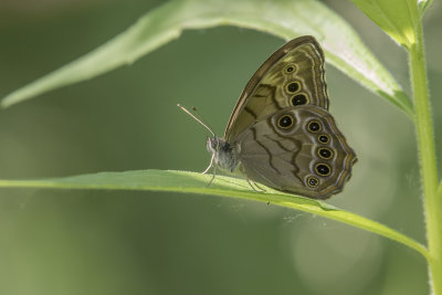 Satyre perlé / Northern Pearly-Eye (Lethe anthedon)