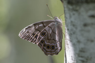 Satyre perl / Northern Pearly-Eye (Lethe anthedon)