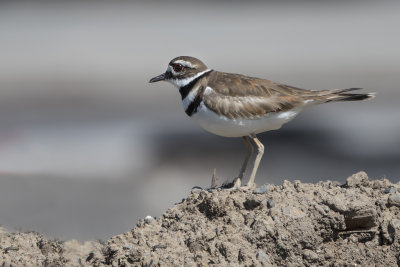 Pluvier kildir / Killdeer (Charadrius vociferus)