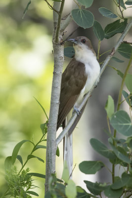 Coulicou  bec noir / Black-billed Cuckoo (Coccyzus erythropthalmus)
