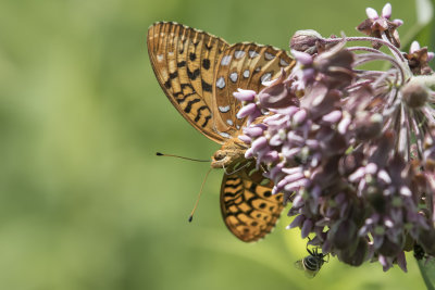 Argynne cyble / Great Spangled Fritillary (Speyeria cybele)