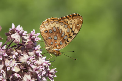 Argynne cyble / Great Spangled Fritillary (Speyeria cybele)