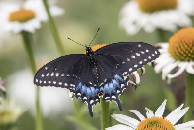 Papillon du cleri / Black Swallowtail (Papilio polyxenes)