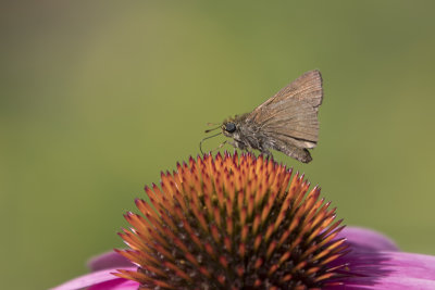 Hesprie rurale / Dun Skipper (Euphyes vestris)