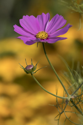 Cosmos des jardins / Garden Cosmos (Cosmos bipinnatus)