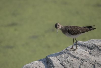 Chevalier solitaire / Solitary Sandpiper (Tringa solitaria)