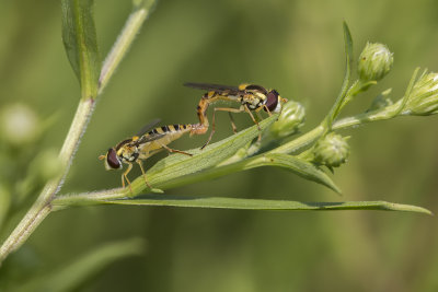 Syrphes / Hoverflies