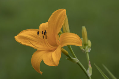 Hmrocalle jaune / Daylily (Hemerocallis 'Aten')