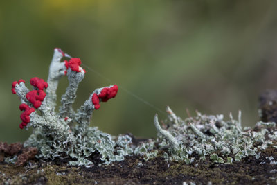 Cladonie  petite crte / British Soldiers Lichen (Cladonia cristatella)
