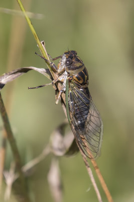 Cigale caniculaire / Dog-day cicada (Tibicen canicularis)