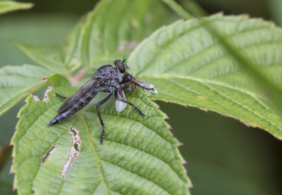 Asilide (Mouche) / Robber Fly (Machimus sp.)