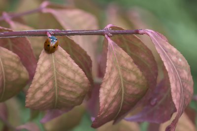 Coccinelle  7 points / Sevenspotted Lady Beetle (Coccinella septempunctata)