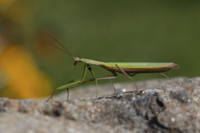 Mante religieuse / European Mantid (Mantis religiosa religiosa)