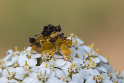 Punaise embusque / Ambush Bug ((Phymata americana americana)